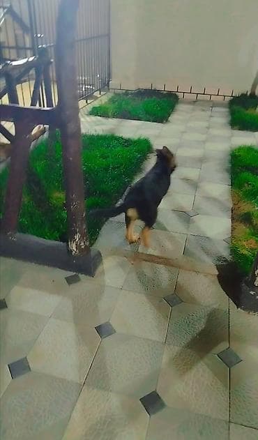 coban iti balası: Alman çoban iti — 3