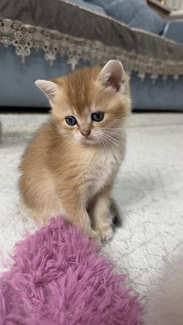 şotland pisiy: Britan, Dişi, Cütləşmə üçün, Pulsuz çatdırılma — 2