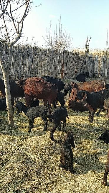 cins piwikler: Super damazliq heleblermiz ve turk kecilermiz geldi kime maraqlidsa — 9