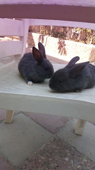 mini lop: Mini lop (aşağıqulaqlı) dekorativ dovşan balaları - Cins: Mini Lop — 7