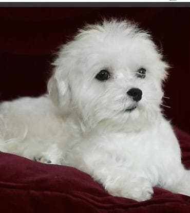 qusarda inek satilir: Bişon Frize — 5