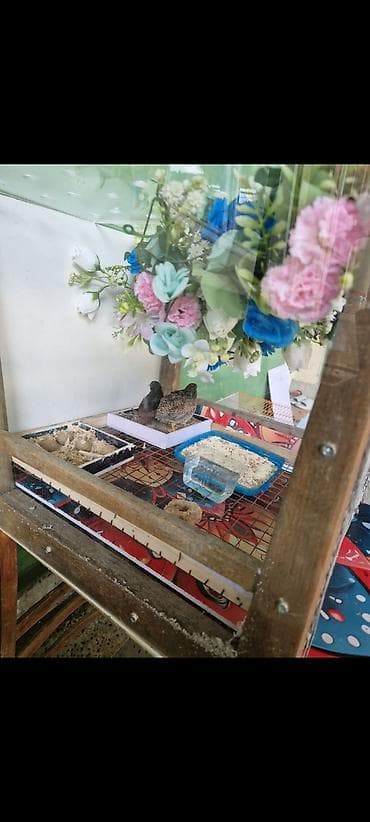 çin bildircini: ÇIN BILDIRCINI YUVA ILE BIRGE SATILIR. UNVAN QARACUXUR 100 MANAT — 3