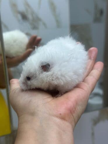 Ağ tüklü hamster – yumşaq, uzun tüklü və mehriban xasiyyətli. - Rəng