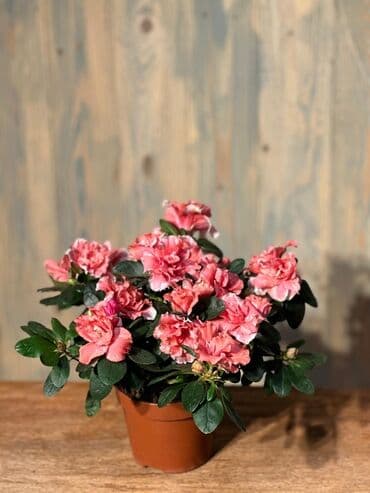 Gübrələr: Otağınıza təbiət gözəlliyi gətirəcək qırmızı anturium bitkisi. Parlaq — 6