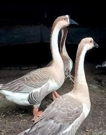 Gəmiricilər: Çin qazları – damazlıq sürü Məhsul təsviri: - Növ: Çin (Swan/Chinese) — 2