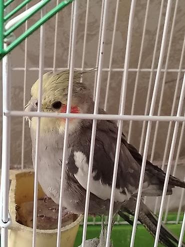 toy quşu: Tutu quşu 3 ədəd 2 ərkəy 1 dişi 2 ədəd yumurtası var vitamin dərmanı — 3