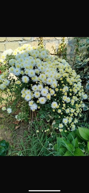 badamlı su 19 lt qiymeti: Xirizantema gülləri hər rəngdə var yalnız soyuq havalarda açır və kol — 2