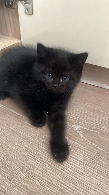 qax heyvanlar: Erkək, Dişi, Yaxşı əllərə — 1