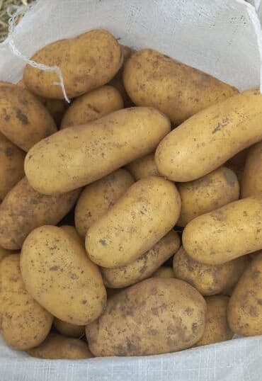 Yarmalar və paxlalar: Təzə yığım, sarı qabıqlı kartof - Uzunovalı forma, orta-böyük ölçülü — 2
