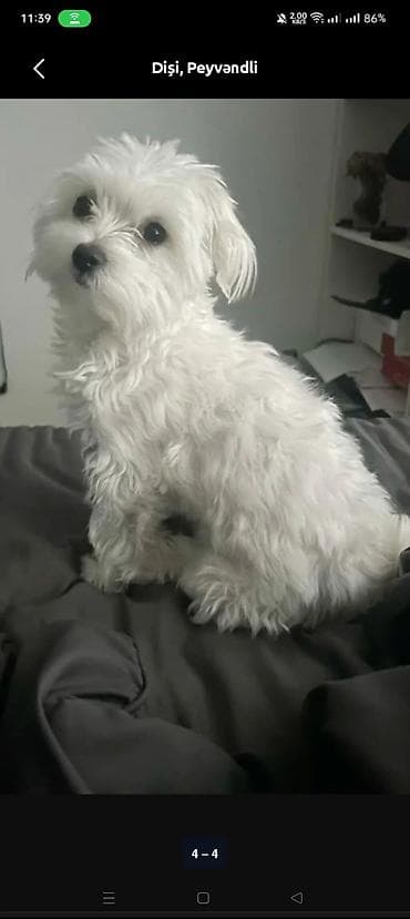 pisik aksesuar: Malta bolonka, 1 il, Dişi, Peyvəndli — 2