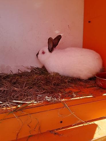 cin bildircin: KALIFORNIYA SORTU Ağ rəngli, boz-qumral qulaq və burun ucları ilə — 2