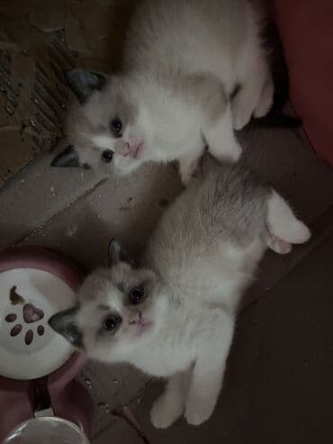 ən ucuz pişiklər: Şinşilla, Erkək, Dişi — 2