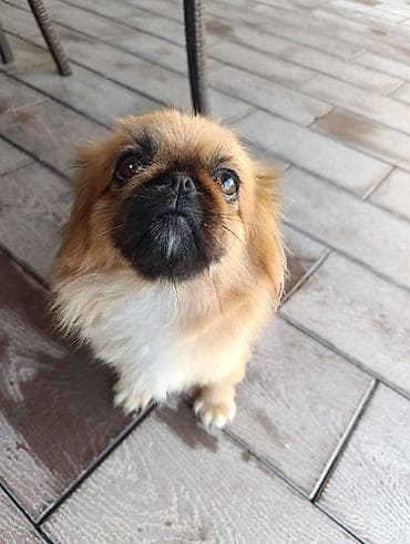 bulduk it: Pekines, 2 il, Peyvəndli — 2