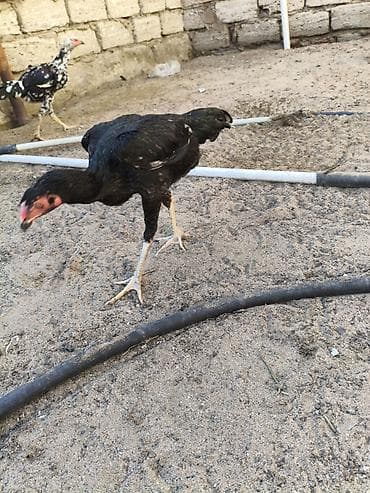 bildircin yumurtası satilir: Heyvanlar merdekandadi. fikri ciddi olanlara etrafli melumat — 6