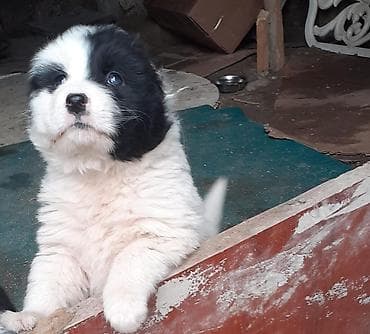 barama qiyməti: Qafqaz çoban iti, Dişi — 2