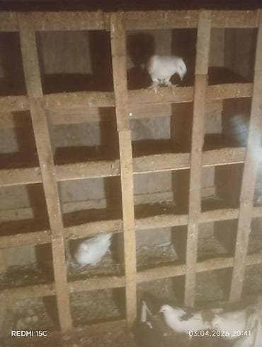 goyerçin: 13 dənə quşdu Sağlamlığına başım kimi cavabdehəm təcili satılır diyə — 5