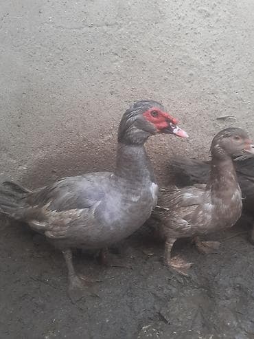 С/х животные и товары: Самец, | Macar, Для разведения, Самовывоз — 2