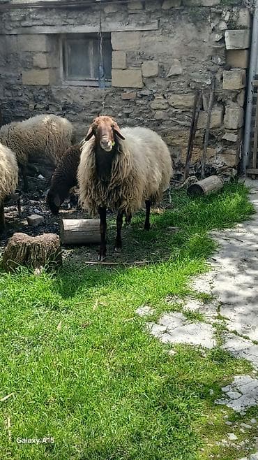 itler tap az: Məhsul: Qoç.Qala sortu 3yaw.real alıya endirim var.elaqe nomre ve — 9