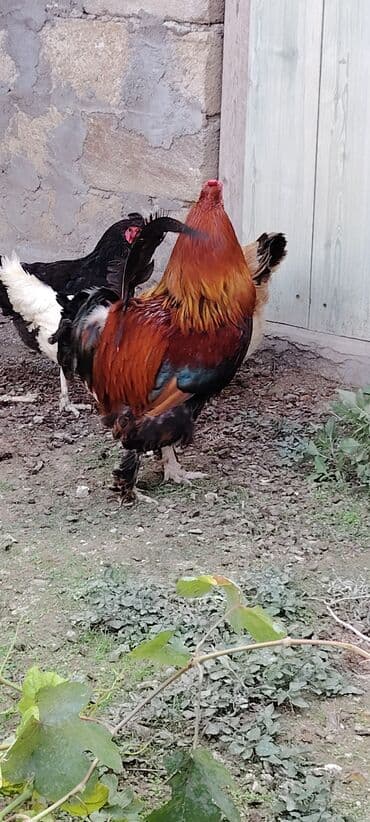 xoruzun nece rengi var: Qırmızı-qara rəngli gözəl xoruz və yanında müxtəlif rəngli toyuqlar - — 1