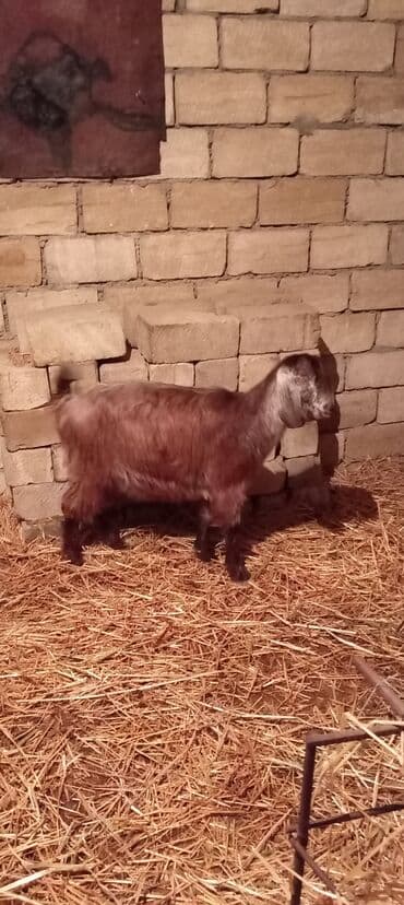 Gəmiricilər: Super təmiz qan hələb keçisi. Birinci qarın doğacaq İNŞƏALLAH. Başı — 5