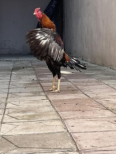 Xoruz, il: 2, Ünvandan götürmə, Ödənişli çatdırılma