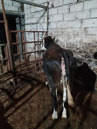 ala inek: Salam aleykum kim isdese desin — 3