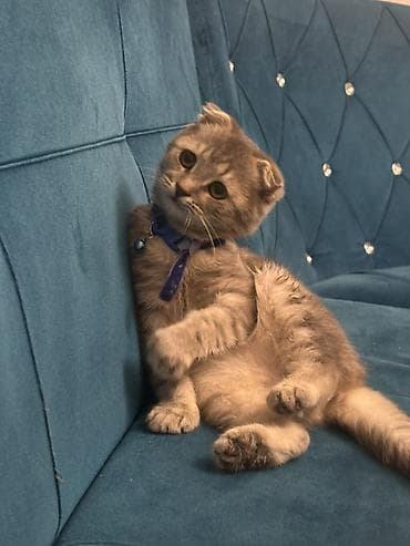 pişim: Şotland — 1