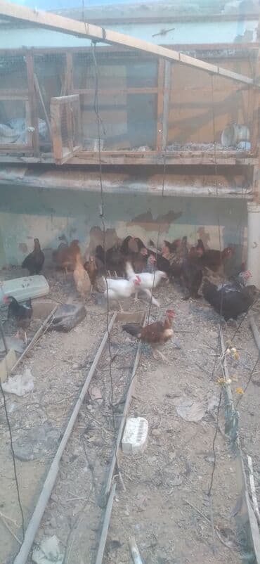 kend teserrufati avadanlıqları satışı: Məişət/həyət üzrə toyuqlar satılır. - Növlər: rəngbərəng yumurta və — 3