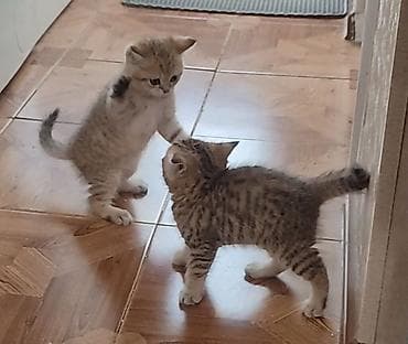 sinsila: Şinşilla, Erkək, Dişi, Pulsuz çatdırılma — 5