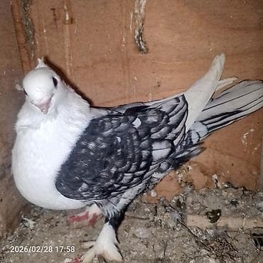 heyvanlara verilen xususi adlar: Cins göyərçinlər – başında “qıvrım/tac” tüklü, saqqallı və lələkli — 4