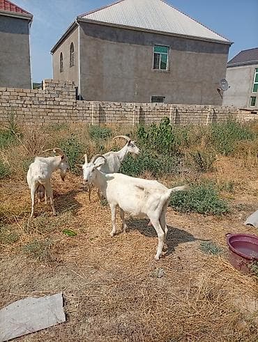 Südlük keçilər – 3 baş TAM SAF KAN MACAR SANEN KEÇİLERİ KULAKLARINDA — 4
