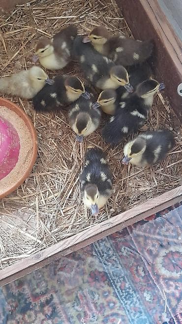 ordek balalari: 6 günlük 10 dene bala tam mayalanmış zümrüdü krasnadar lavanda 5 m — 2