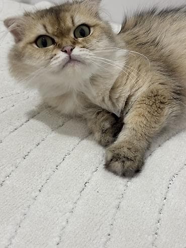 Кошки: Шотландская, Самка, В добрые руки, Самовывоз — 3