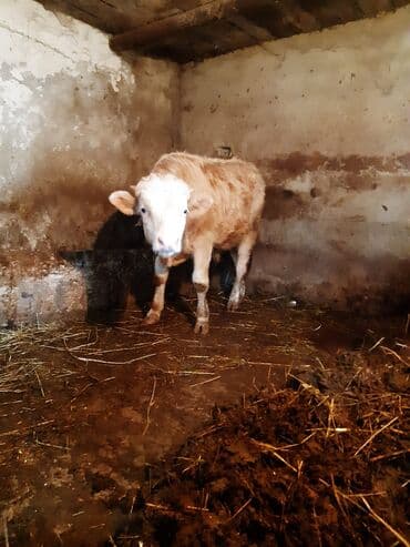 Quzu: Erkey dana satılır unvan bine salxoz — 1