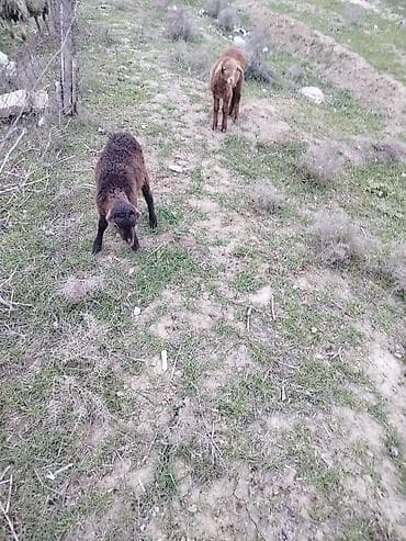 quru corek: Qoyun quzuları – yerli cins - Şəkillərdə iki baş quzu görünür: biri — 2