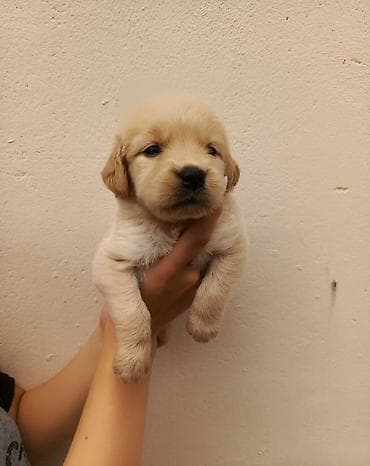 Labrador-retriver, 2 ay, Dişi
