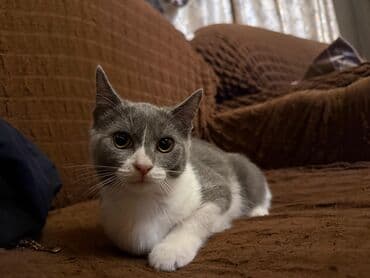 pişik şekilleri: Şotland, Erkək, Dişi, Yaxşı əllərə, Pulsuz çatdırılma, Ödənişli çatdırılma — 20