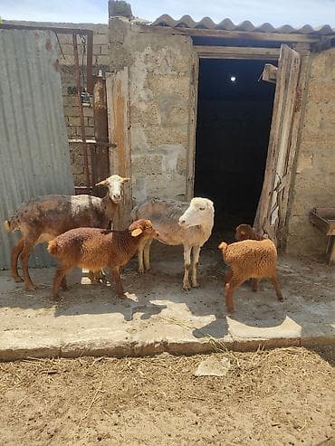 Ana balla qoyunllar cavan qoyunllardi diwleri yerinde