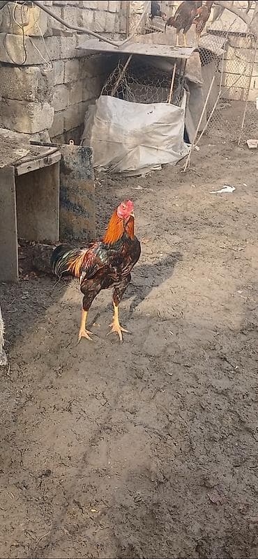 Atlar: Heyratı beçə satılır 7 aylıqdı təzə təzə aylır hündür viddi çolpadı — 2