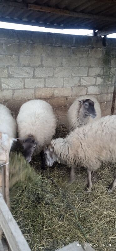 şirin dovşan şəkilləri: Qoyunlar – ana sürü - Şəkillərdə 4 baş ana qoyun görünür (qara-ağ — 5