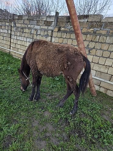 qara avstrolop: Salam aleykum dişi dayça satılır Gənc at – qəhvəyi rəngdə, qara — 7