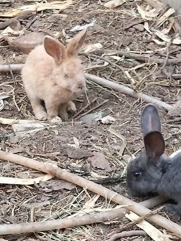 Digər heyvanlar: 🐰 Dovşanlar satılır! 🐰 Sağlam və baxımlı dovşanlar satışdadır. ❤️ — 3