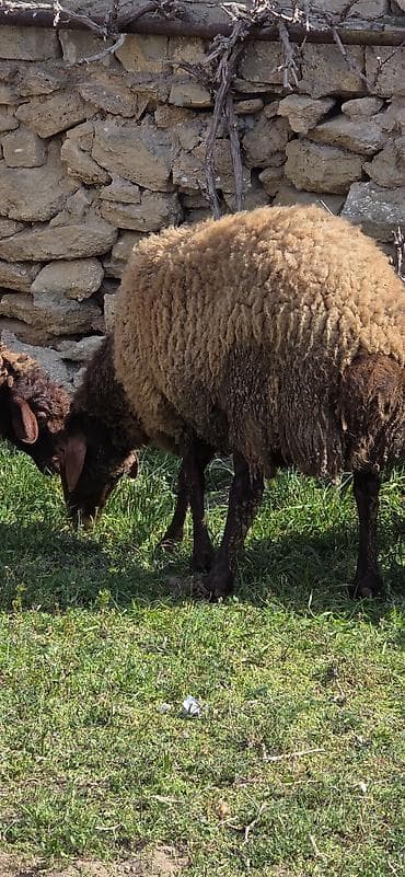 Eşşəklər: Dişi, il: 2, 85 kq — 5