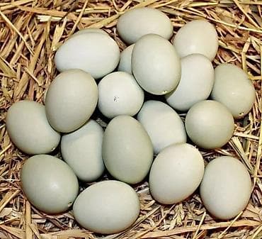 ördək lavanda: Məhsul: Təbii ördək yumurtası Təsvir:qara kayuka sortu yumurtasi - — 1