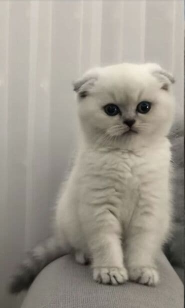 50 ile 400 arasi cins saf qan saqlam pisiklerimiz var sekilde olmayan