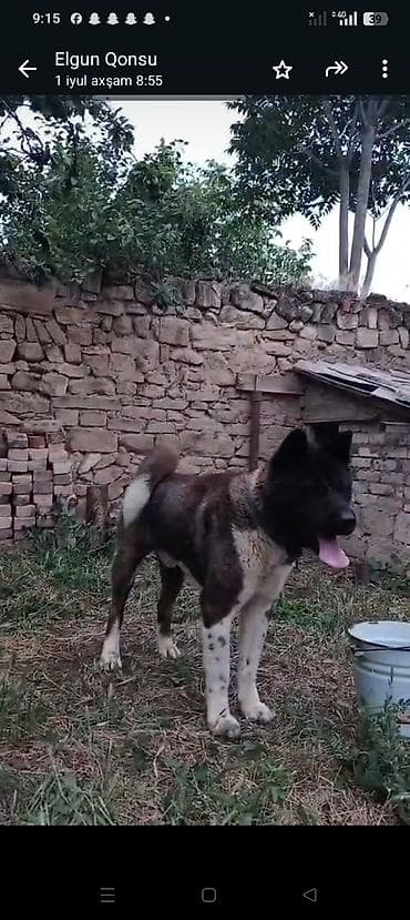heyvanlar: Akita-inu, 1 il, Erkek, Peyvəndli — 1