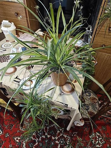 ciledagi bitkisi: Otaq bitkisi – Chlorophytum comosum (Hörümçək bitkisi) Havanı — 2