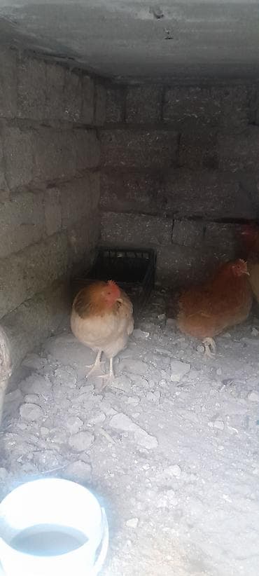 2 toyug satilir 30 azn bos adamlar narahat etmesin — 2