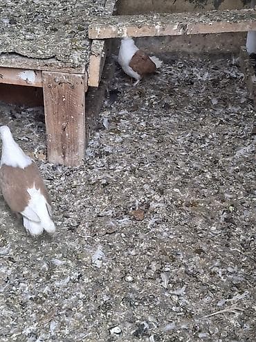 Digər quşlar: Salam erkey heşterxan quşu maya bakı cinsi 1 cüt keven bala ve 1 cütde — 2