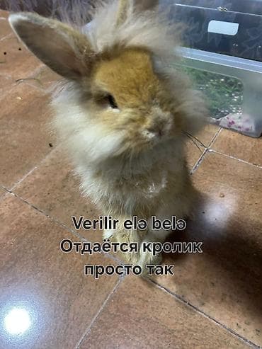 karlik dovsanlar: Aslan başlı dovşan verilir qəhvəyi rəngdə böyümür tam sağlamdı yalnız — 1